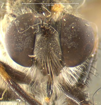 Media type: image;   Entomology 27046 Aspect: head frontal view